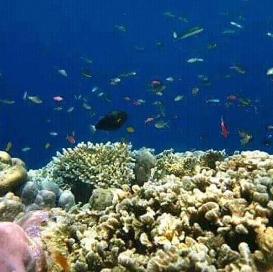 Taman Menjangan Homestay By Snorkelingmenjangan Banyuwedang Екстер'єр фото